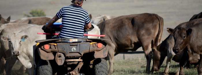 Rancher riding an all-terrain vehicle through a herd of cattle on open pasture.